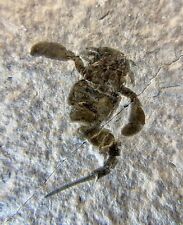 Sea Scorpion Eurypterus Remipes Silurian Period Phelps Waterlime Fm. Mohawk, NY picture