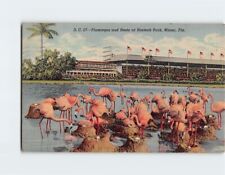 Postcard Flamingos and Nests at Hialeah Park, Hialeah, Florida picture