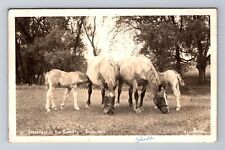 Tomah WI-Wisconsin RPPC, Breakfast In The Country, Horse, Vintage c1948 Postcard picture