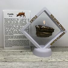 Bovid Cattle Massive Tooth Prehistoric Fossil in Display Case picture