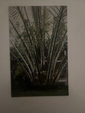 Tree postcard Palm Trees Date Palm in fruit Florida FL Vintage picture