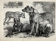 Dog Great Dane, Beautiful Dogs, Large 1880s Antique Print & Article picture