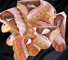 BUTTERFLY/MOTH/UNMOUNTED Huge Wings ATTACUS ATLAS MOTHS picture