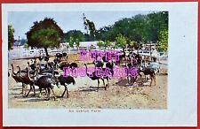 OSTRICH FARM, LOS ANGELES, CALIF ~ undivided back postcard~ 1901 -1907  picture
