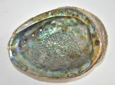 Beautiful Natural Raw Abalone Mother of Pearl Shimmering Green Large 7