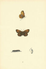 BRITISH BUTTERFLIES. Pearl-bordered Likeness Fritillary. MORRIS 1893 old print picture