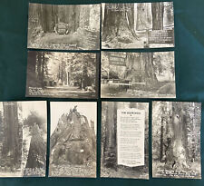 8 Different RPPCs of the California Redwoods Postcards Chimney Tree Wonder Stump picture