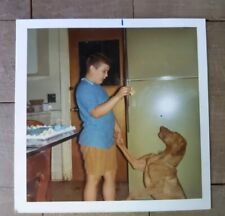 Vizsla Dog & Boy Vintage 1970's  Photo Avocado Green Refrigerator in Background picture