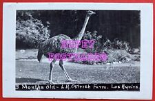 LOS ANGELES OSTRICH FARM, CALIF ~ 3 month old BIRD ~ REAL PHOTO~ postcard ~1940s picture