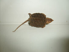 REAL BABY SNAPPING TURTLE, Freeze Dried picture