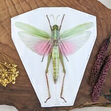 Y55d HUGE C. Rosea Grasshopper Spread Entomology Taxidermy curiosity oddity picture