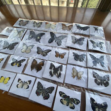 20PCS Natural Butterfly Specimen Artwork Home Decoration Teaching Collection picture