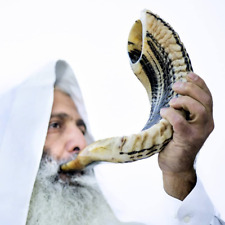 Kosher Ram Shofar Horn from Israel Traditional Half Polished Ram Shofar, Holy La picture