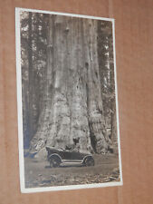 SEQUOIA - REDWOODS CA - 1910-1924 ERA REAL-PHOTO POSTCARD  HUGE TREE and OLD CAR picture