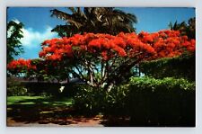 Postcard Hawaii Hilo HI flame Tree Rotyal Poinciana 1966 Posted Chrome picture