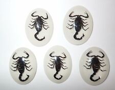 Insect Cabochon Black Scorpion Specimen Oval 30x40 mm on White 5 pieces Lot picture