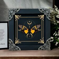 Real Cicada Framed Wall Hanging Decor Taxidermy Insect Astronomy Shadow Box picture