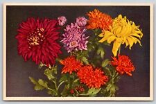 Flowers~Multiple Colored Chrysanthemum~Vintage Postcard picture