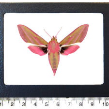 Deilephila elpenor pink moth China FRAMED picture