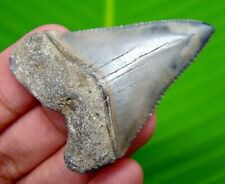 GREAT WHITE SHARK TOOTH - 1.93 INCHES - REAL FOSSIL - NO REPAIRS - SHARK TEETH picture