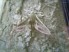 ANTIQUE ANIMAL REAL PHOTOGRAPH SLIDE GLASS ELEPHANT HAWK MOTH 1937 STUDY picture