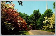 Flowering Dogwood Trees In Full Bloom Along A Connecticut Road Unp Postcard picture