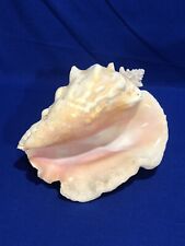 Large Queen Conch Sea Shell Pink Natural 9” Long Nautical Beach Decor picture