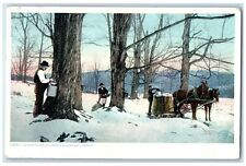 c1920's Gathering Sap Horse Workers View At Maple Sugar Camp Vermont VT Postcard picture