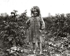 1909 CUTE 6 YEAR OLD New Jersey BERRY PICKER GIRL Child Labor Photo  (222-Q) picture