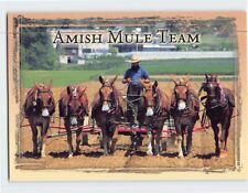 Postcard Amish Mule Team Pennsylvania USA picture