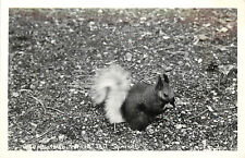 RPPC Postcard Kaibab White Tail Squirrel G 47 Arizona, c1940 Unposted picture