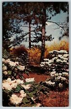 Postcard The Winterthur Gardens Rhododendron Praevernum  Blooming Winterthur DE picture