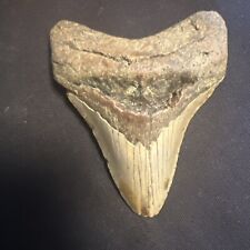 4.3” INCH REAL MEGALODON SHARK TOOTH FOSSIL GENUINE PREHISTORIC MEG TEETH #0084 picture