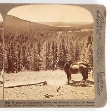 VTG 1904 Continental Divide Mule Stereoview Photo Shoshone Lake Stagecoach picture
