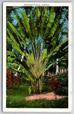c1930s Traveler's Palm Florida Trere Vintage Postcard picture