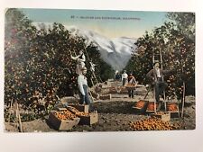 vintage 1910 oranges and snowfields california divided back postcard picture