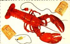 Maine Lobster Postcard Unposted No Writing Traps ~1970s Dexter Press picture