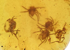 Rare nest of Spiderlings, Fossil inclusion in Burmese Amber picture