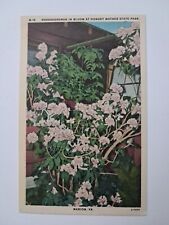 VTG Linen Postcard: Rhododendron In Bloom At Hungry Mother State Park Virginia  picture
