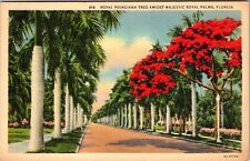 FL-Florida, Poinciana Tree Lined Street c1939 Vintage Souvenir Postcard picture