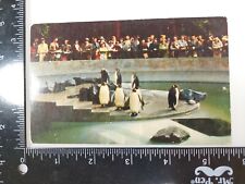 Penguins in Stanley Park Zoo, Vancouver, British Colombia - Postcard  picture