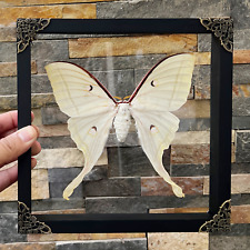 Real Luna Moth Framed Taxidermy Insect Curiosities and Oddities Wall Art Decor picture