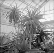 Flowering Aloe ferox municipal succulent greenhouse Mythenquai- 1955 Old Photo picture