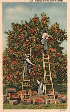 Vintage Postcard 1930's Picking Oranges Farm Fresh Oranges Picked In Florida FL picture