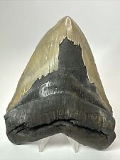 Megalodon Shark Tooth 5.82” Serrated - Natural Fossil - Authentic 18090 picture