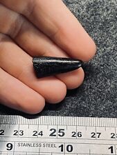 Extremly Rare 2.65cm Diplodocus Sauropod Tooth Dinosaur Fossil Jurassic picture