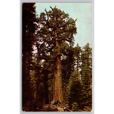 Postcard CA Yosemite National Park In The Mariposa Grove Of Big Trees picture