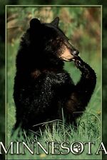 Minnesota Black Bear in meadow ~ unused postcard sku281 picture