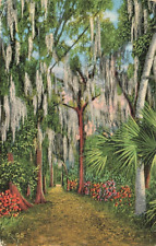 c1940s Lovers Lane McKee Jungle Gardens Linen Vero Beach Florida FL P396 picture