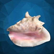 Queen Conch Shell Pink Large Beautiful Natural Decor Cronch SEASHELL 🐚 8” + picture